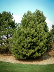 Сосна Чёрная (Pinus Nigra) купить по цене от 270.00р. в интернет-магазине «Посадика» с доставкой почтой в в Багратионовске и по всей России – [изображение №1].