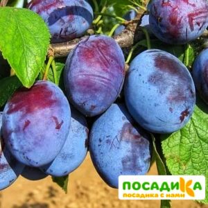 Слива Чачакская ранняя купить по цене от 229.00р. в интернет-магазине «Посадика» с доставкой почтой в в Багратионовске и по всей России – [изображение №1].