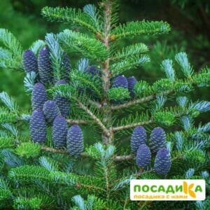 Пихта корейская (Abies koreana) купить по цене от 450.00р. в интернет-магазине «Посадика» с доставкой почтой в в Багратионовске и по всей России – [изображение №1].