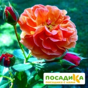 Роза Арабия купить по цене от 350.00р. в интернет-магазине «Посадика» с доставкой почтой в в Багратионовске и по всей России – [изображение №1].