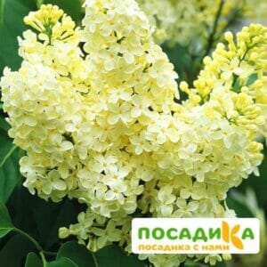 Сирень Примроуз (Primrose) купить по цене от 529.00р. в интернет-магазине «Посадика» с доставкой почтой в в Багратионовске и по всей России – [изображение №1].