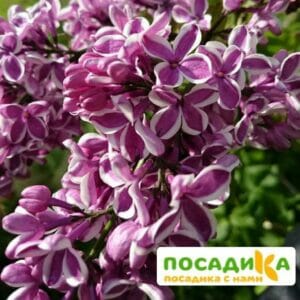 Сирень Сенсация купить по цене от 529.00р. в интернет-магазине «Посадика» с доставкой почтой в в Багратионовске и по всей России – [изображение №1].