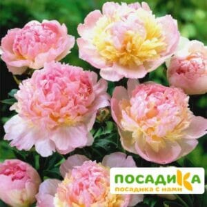 Пион Распберри Сандей (Paeonia Raspberry Sundae) купить по цене от 959р. в интернет-магазине «Посадика» с доставкой почтой в в Багратионовске и по всей России – [изображение №1].