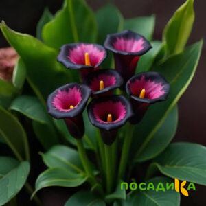 Калла Аура Лейс купить по цене от 400р. в интернет-магазине «Посадика» с доставкой почтой в в Багратионовске и по всей России – [изображение №1].