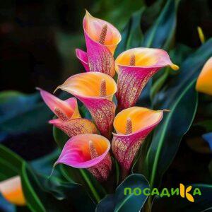 Калла Оникс купить по цене от 450р. в интернет-магазине «Посадика» с доставкой почтой в в Багратионовске и по всей России – [изображение №1].