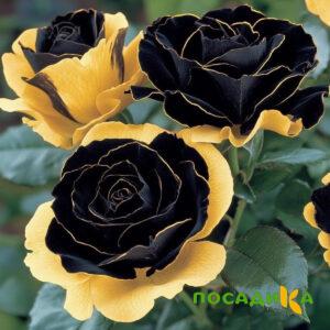 Роза Ханни Сикл купить по цене от 700р. в интернет-магазине «Посадика» с доставкой почтой в в Багратионовске и по всей России – [изображение №1].