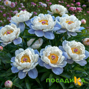 Пион акварельный Этюд купить по цене от 806р. в интернет-магазине «Посадика» с доставкой почтой в в Багратионовске и по всей России – [изображение №1].