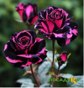Роза Багровый Шепот купить по цене от 366р. в интернет-магазине «Посадика» с доставкой почтой в в Багратионовске и по всей России – [изображение №1].
