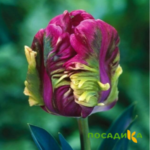 Тюльпан Экзотик Хэвен купить по цене от 186р. в интернет-магазине «Посадика» с доставкой почтой в в Багратионовске и по всей России – [изображение №1].