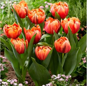 Тюльпан Гудошник Дабл купить по цене от 185р. в интернет-магазине «Посадика» с доставкой почтой в в Багратионовске и по всей России – [изображение №1].