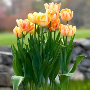 Тюльпан Верона Санрайз купить по цене от 280р. в интернет-магазине «Посадика» с доставкой почтой в в Багратионовске и по всей России – [изображение №1].