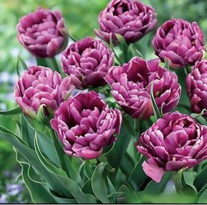 Тюльпан Айс Крим купить по цене от 430р. в интернет-магазине «Посадика» с доставкой почтой в в Багратионовске и по всей России – [изображение №1].