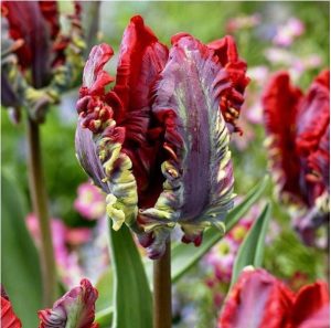 Тюльпан Рококо купить по цене от 350р. в интернет-магазине «Посадика» с доставкой почтой в в Багратионовске и по всей России – [изображение №1].