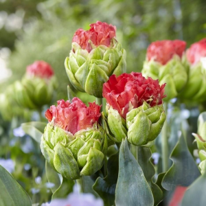 Тюльпан Бычий Глаз купить по цене от 275р. в интернет-магазине «Посадика» с доставкой почтой в в Багратионовске и по всей России – [изображение №1].