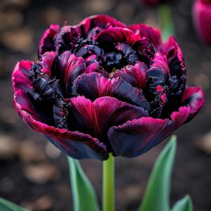 Тюльпан Фламинго купить по цене от 500р. в интернет-магазине «Посадика» с доставкой почтой в в Багратионовске и по всей России – [изображение №1].