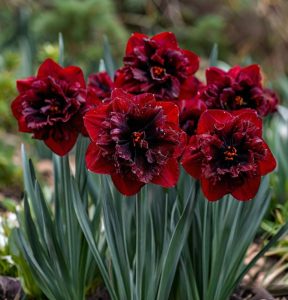 Нарцисс Сапфировый Бриз купить по цене от 3000р. в интернет-магазине «Посадика» с доставкой почтой в в Багратионовске и по всей России – [изображение №1].