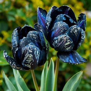 Тюльпан Блю Фог купить по цене от 500р. в интернет-магазине «Посадика» с доставкой почтой в в Багратионовске и по всей России – [изображение №1].