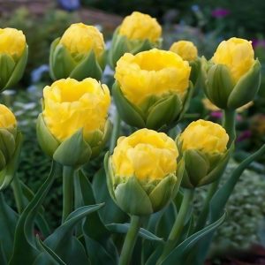 Тюльпан махровый Ванила Коп купить по цене от 159р. в интернет-магазине «Посадика» с доставкой почтой в в Багратионовске и по всей России – [изображение №1].