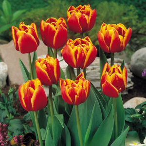 Тюльпан Блэк Фаер купить по цене от 275р. в интернет-магазине «Посадика» с доставкой почтой в в Багратионовске и по всей России – [изображение №1].