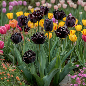 Тюльпан махровый Рейдинс Дарк купить по цене от 230р. в интернет-магазине «Посадика» с доставкой почтой в в Багратионовске и по всей России – [изображение №1].