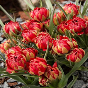 Тюльпан Ап Пинк купить по цене от 390р. в интернет-магазине «Посадика» с доставкой почтой в в Багратионовске и по всей России – [изображение №1].