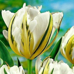 Тюльпан Экзотик Пуруссима купить по цене от 305р. в интернет-магазине «Посадика» с доставкой почтой в в Багратионовске и по всей России – [изображение №1].