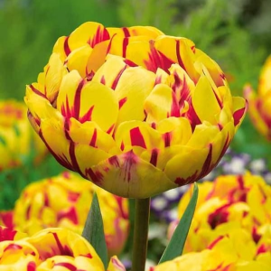 Тюльпан махровый Голден Ницц купить по цене от 361р. в интернет-магазине «Посадика» с доставкой почтой в в Багратионовске и по всей России – [изображение №1].