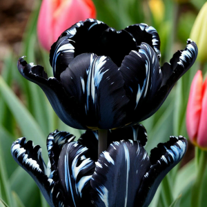 Тюльпан Шелк Нуар купить по цене от 219р. в интернет-магазине «Посадика» с доставкой почтой в в Багратионовске и по всей России – [изображение №1].