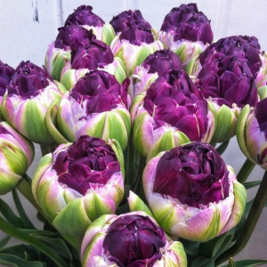 Тюльпан Анаконда купить по цене от 450р. в интернет-магазине «Посадика» с доставкой почтой в в Багратионовске и по всей России – [изображение №1].