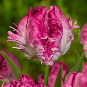 Тюльпан махровый Кул Кристал купить по цене от 400р. в интернет-магазине «Посадика» с доставкой почтой в в Багратионовске и по всей России – [изображение №1].