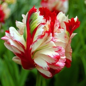 Тюльпан Эстелла Рижнвельд купить по цене от 500р. в интернет-магазине «Посадика» с доставкой почтой в в Багратионовске и по всей России – [изображение №1].