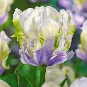 Тюльпан Уайт Лизарт купить по цене от 360р. в интернет-магазине «Посадика» с доставкой почтой в в Багратионовске и по всей России – [изображение №1].