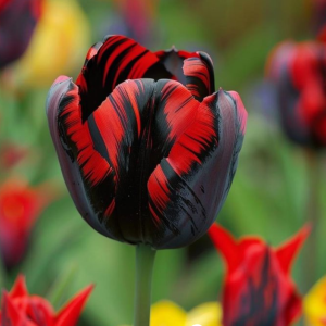 Тюльпан Блэк Перрот купить по цене от 351р. в интернет-магазине «Посадика» с доставкой почтой в в Багратионовске и по всей России – [изображение №1].