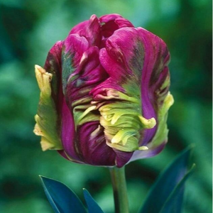 Тюльпан Экзотик Хэвен купить по цене от 186р. в интернет-магазине «Посадика» с доставкой почтой в в Багратионовске и по всей России – [изображение №1].