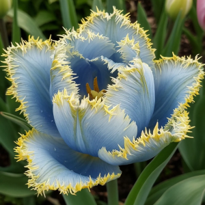 Тюльпан Махровый Амплуа купить по цене от 199р. в интернет-магазине «Посадика» с доставкой почтой в в Багратионовске и по всей России – [изображение №1].