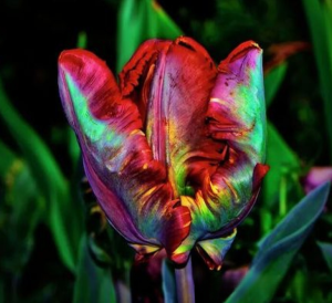 Тюльпан Эирпрайз купить по цене от 270р. в интернет-магазине «Посадика» с доставкой почтой в в Багратионовске и по всей России – [изображение №1].