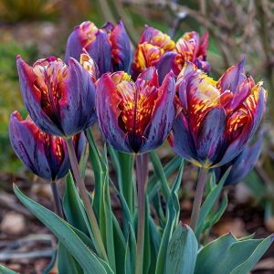 Тюльпан Опал Дрим купить по цене от 207р. в интернет-магазине «Посадика» с доставкой почтой в в Багратионовске и по всей России – [изображение №1].